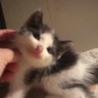 ２ヶ月の白黒君