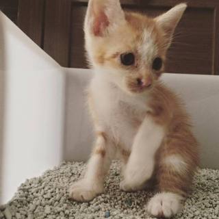 5兄弟の里親さん募集★