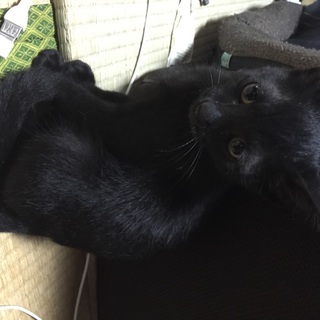 里親様募集中です！