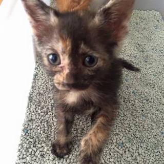 5兄妹の里親さん募集★