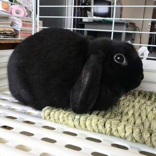 ロップイヤーの里親募集中