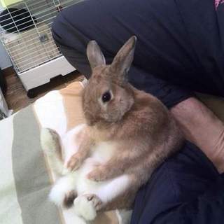 小さいミニウサギの里親募集