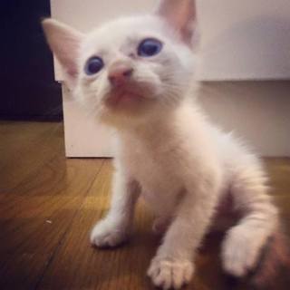 5兄妹の里親さん募集★