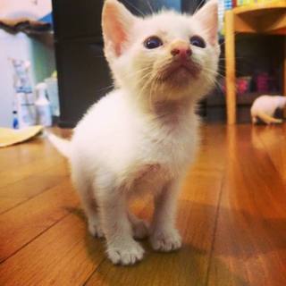 5兄妹の里親さん募集★