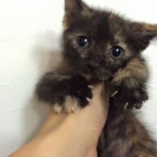 5兄妹の里親さん募集★