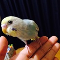 手乗りインコ（2ヶ月）