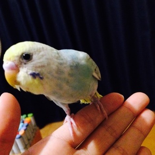 手乗りインコ（2ヶ月）