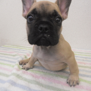 生まれつき歩けません