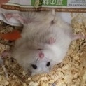 ジャンガリアンハムスター・ブルーサファイア里親募集