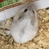 ジャンガリアンハムスター・ブルーサファイア里親募集 サムネイル2