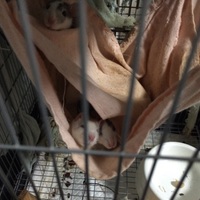 クウ＆メイ＆トア