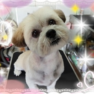 ぬいぐるみみたいな大きめシーズー