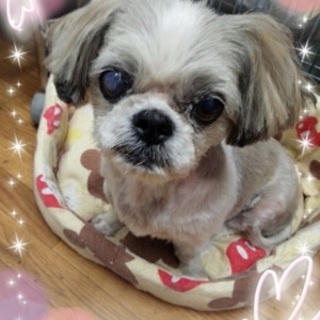 かわいいシーズーの女の子