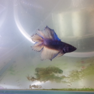 【急募】トラディショナルベタ　オスです。