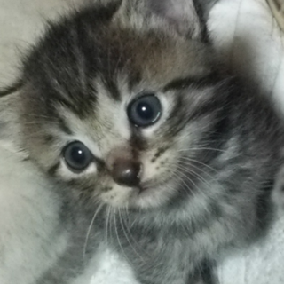 人懐っこく活発な女の子♡キジトラ