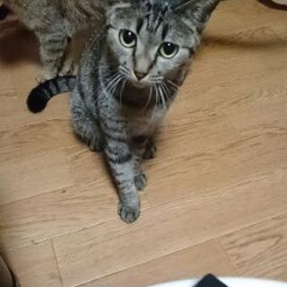 お目目が真ん丸な女の子　小花ちゃん