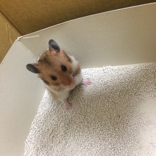 ゴールデンハムスター男の子