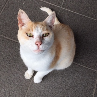 とても優しいオス猫です（去勢済）