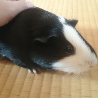 モルモット♀譲ります