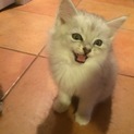 かわいいハーフ猫達です、大事にして下さい！！