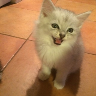 かわいいハーフ猫達です、大事にして下さい！！