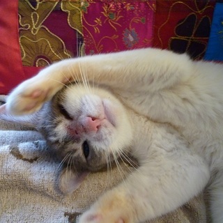 とても人懐っこいボクをもらってニャン