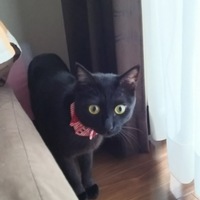 ひじき