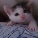 子猫ちゃんの里親さん募集