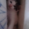 子猫ちゃんの里親さん募集 サムネイル2