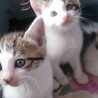 子猫ちゃんの里親さん募集 サムネイル3