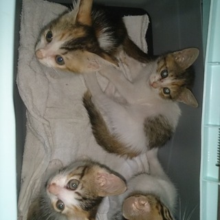 三毛猫♀3匹、白キジトラ♂です