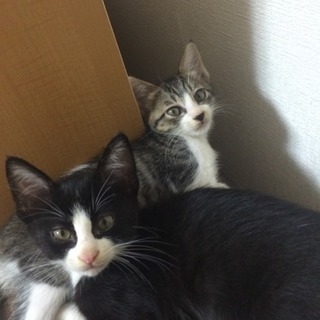 美人な子猫