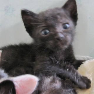 元気な黒猫　ちょこなちゃん　動画あります