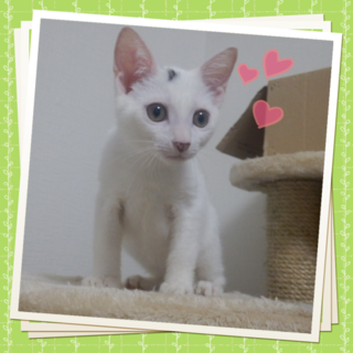 元気いっぱい甘ったれキョウダイ福くん♥ 