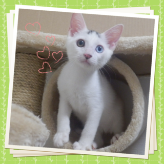 元気いっぱい甘ったれキョウダイ幸くん♥ 