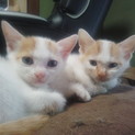 生後3カ月のブルーアイの姉妹猫ちゃん里親募集♡