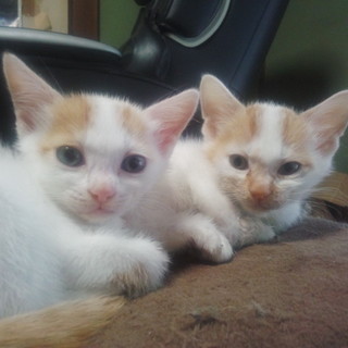 生後3カ月のブルーアイの姉妹猫ちゃん里親募集♡