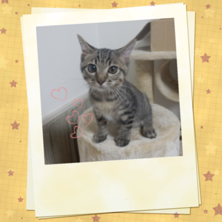 やんちゃで犬も猫も人も大好きな甘ったれ育ちゃん♥ 