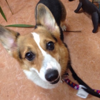 １歳半の元気娘⭐︎W.コーギーのリジー