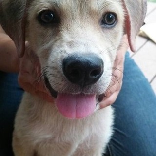 3.4ヶ月の男の子3匹