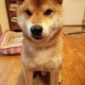 大吉くん★柴犬 男の子