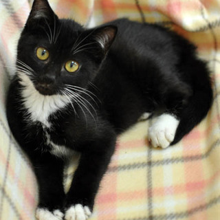 マジシャン的子猫