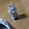 ももっち☆