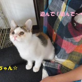 素敵な里親さんが決まりました！『ゆんちゃん』♪ 