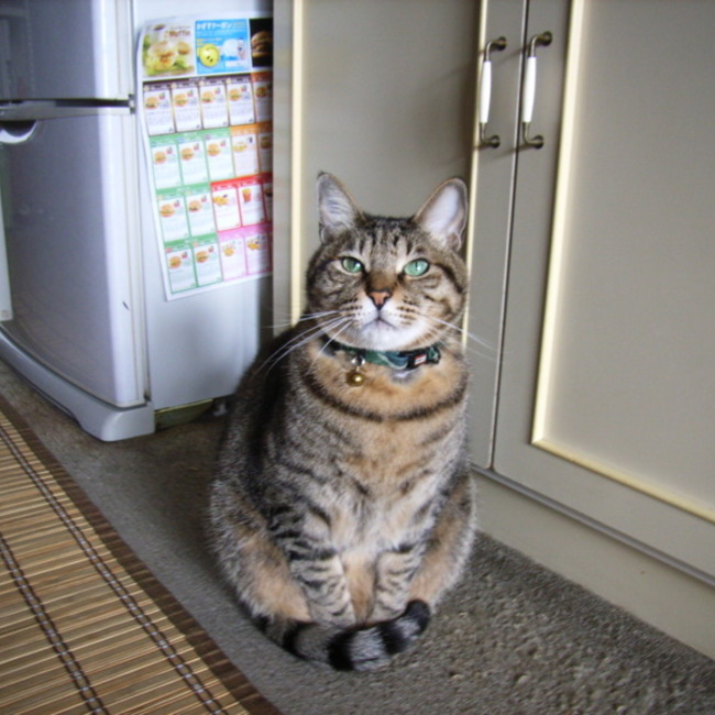 momo-mimi-donjiのカバー写真