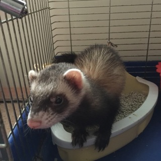 里親さん募集してます！