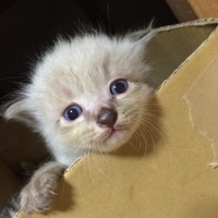 わさお