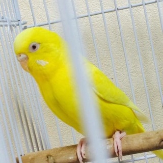 セキセイインコ・ルチノー♀４歳の里親さま募集