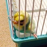 開脚！