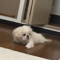 生3ヶ月のとても可愛いペキニーズです